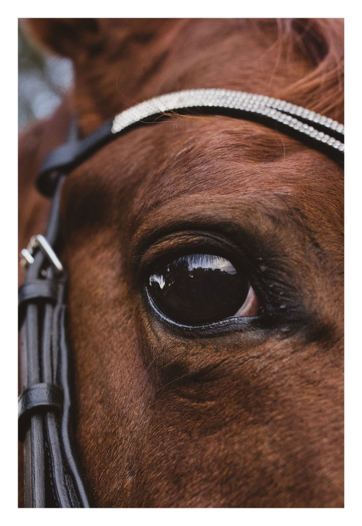 Eye of a brown horse fine art photography by Adina Preston Photography